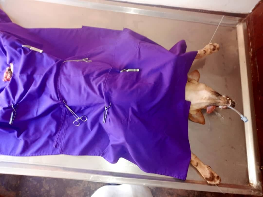 Anesthetized dog on a metal surgical table, covered by a purple drape with medical clamps.