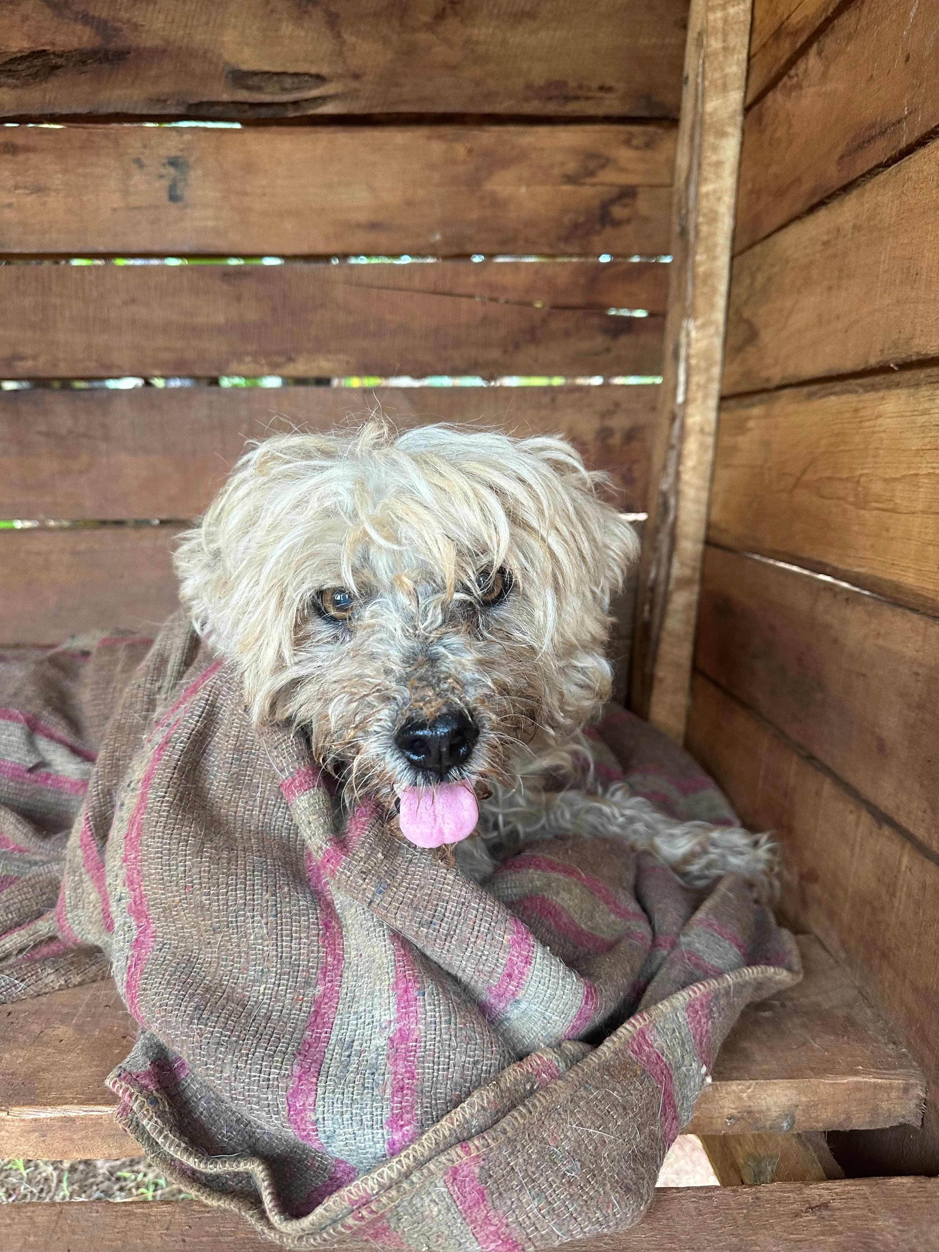Scruffy dog with tongue out, wrapped in a striped blanket inside a wooden structure.